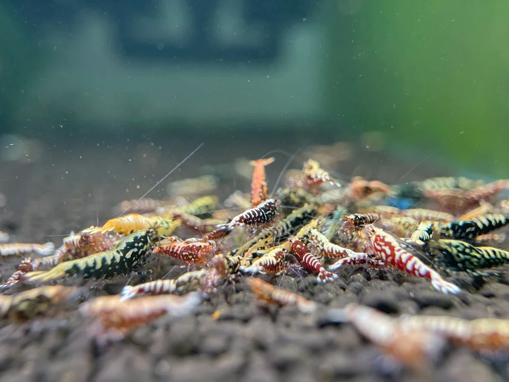 Caridina