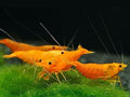 Orange Sunkist Neocaridina Shrimp – Live Freshwater Aquarium Shrimp