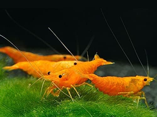 Orange Sunkist Neocaridina Shrimp – Live Freshwater Aquarium Shrimp