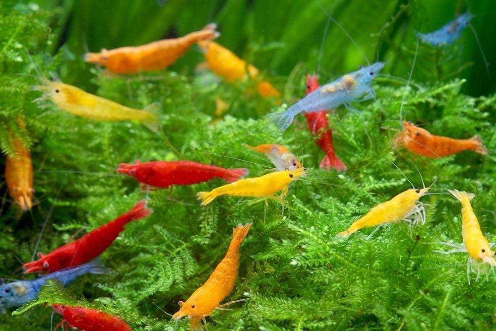 Mixed Neocaridina Shrimp – Colorful Freshwater Aquarium Shrimp (Multiple Packs)