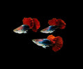 HB Red Rose Halfmoon Guppy – Live Tropical Aquarium Fish
