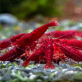 Fire Red Neocaridina Shrimp – Premium Live Aquarium Shrimp