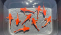 Albino Koi Red Ear Guppy – Premium Live Aquarium Fish