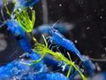 Blue Dream Neocaridina Shrimp – Premium Live Freshwater Aquarium Shrimp