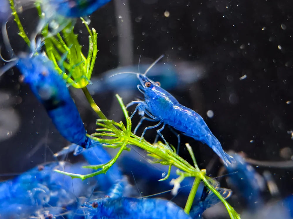 Blue Dream Neocaridina Shrimp – Premium Live Freshwater Aquarium Shrimp