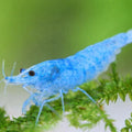Blue Velvet Neocaridina Shrimp – High Grade Live Freshwater Aquarium Shrimp