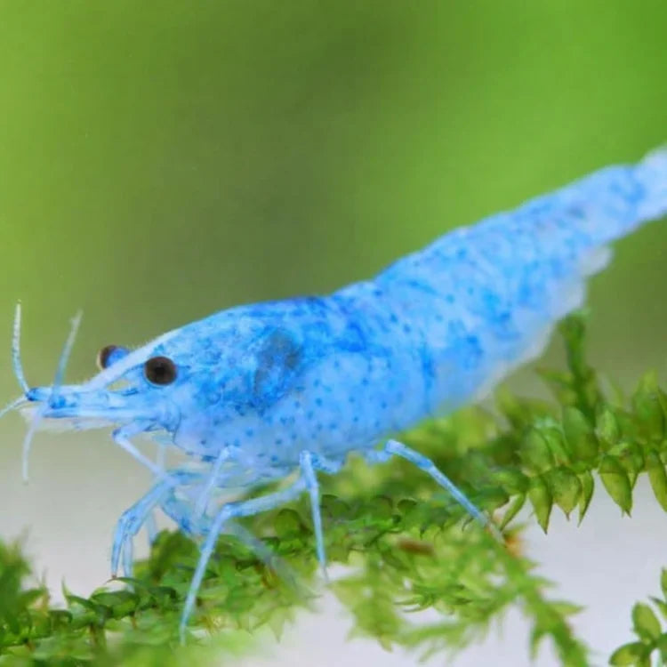 Blue Velvet Neocaridina Shrimp – High Grade Live Freshwater Aquarium Shrimp