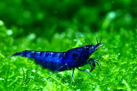 Blue Dream Neocaridina Shrimp – Premium Live Freshwater Aquarium Shrimp