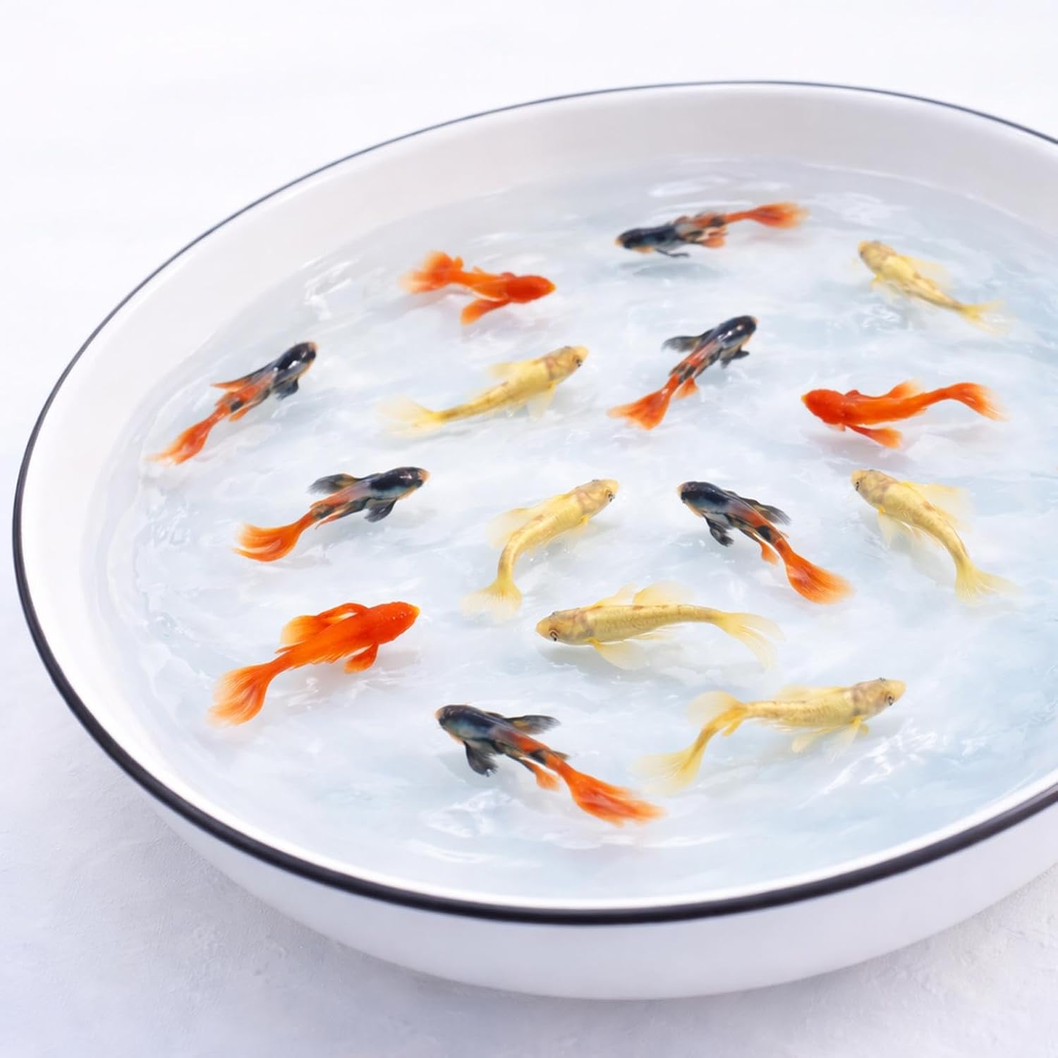 Live Aquarium Fish Combo – Dumbo Red Rose, Koi Goldfish & 24K Guppies (Pack of 9)