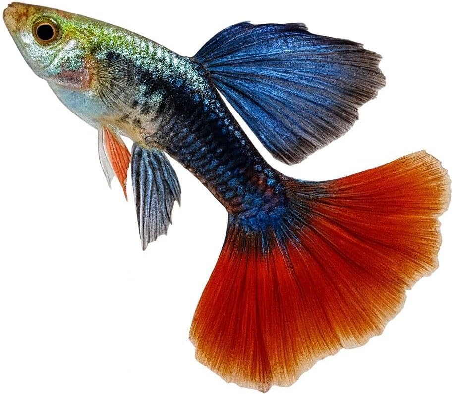 Dumbo Red Rose Guppy – Premium Tropical Live Aquarium Fish (10+ Pack)