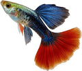 Dumbo Red Rose Guppy – Premium Tropical Live Aquarium Fish (10+ Pack)