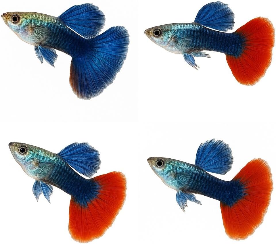 Dumbo Red Rose Guppy – Premium Tropical Live Aquarium Fish (10+ Pack)