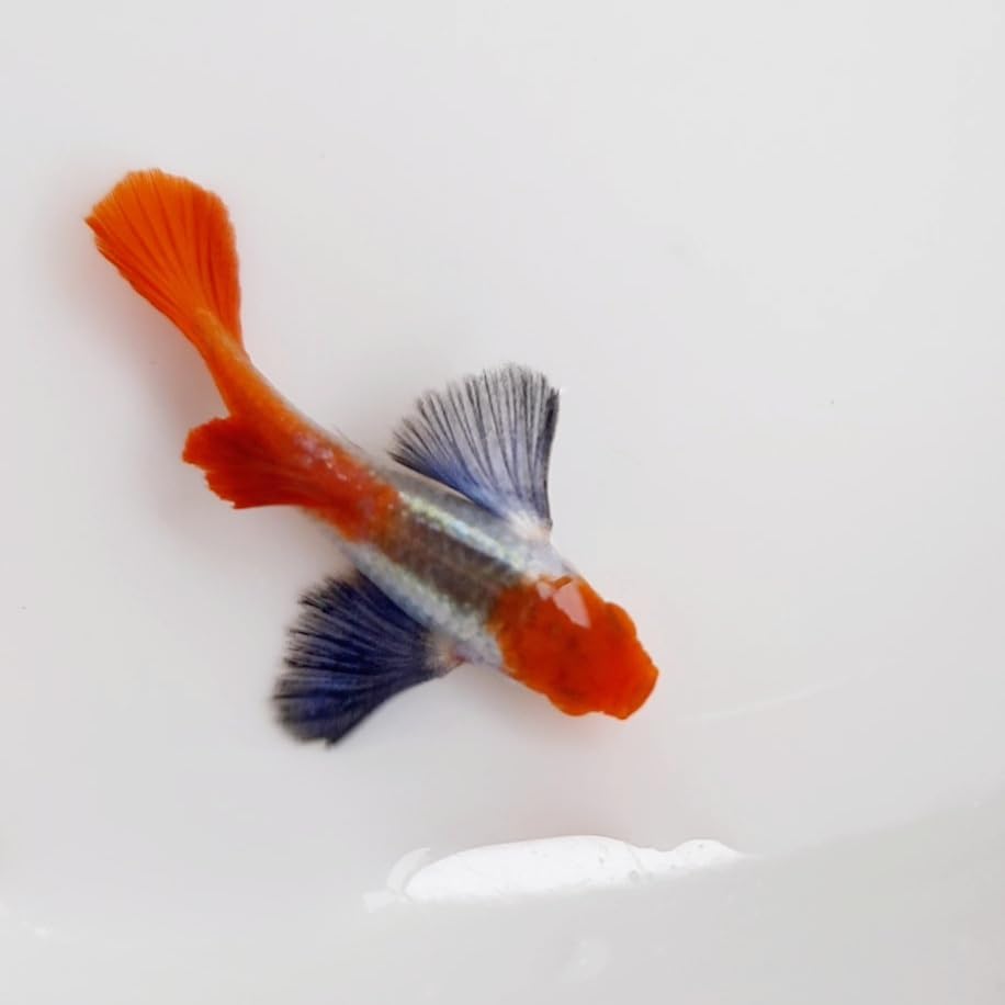 Platinum Red Tail Dumbo Koi Guppy – Live Tropical Aquarium Fish ( Multiple Pack )