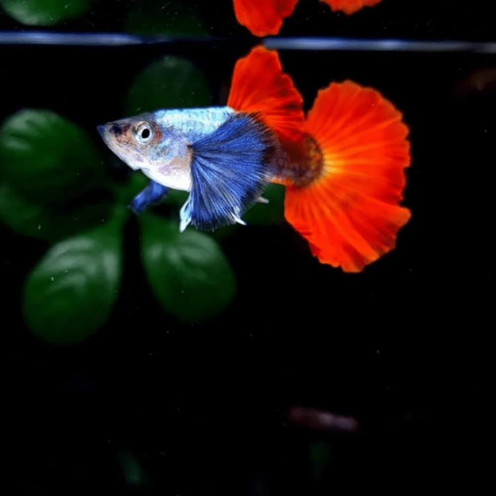 Platinum Red Tail Dumbo Koi Guppy – Live Tropical Aquarium Fish ( Multiple Pack )