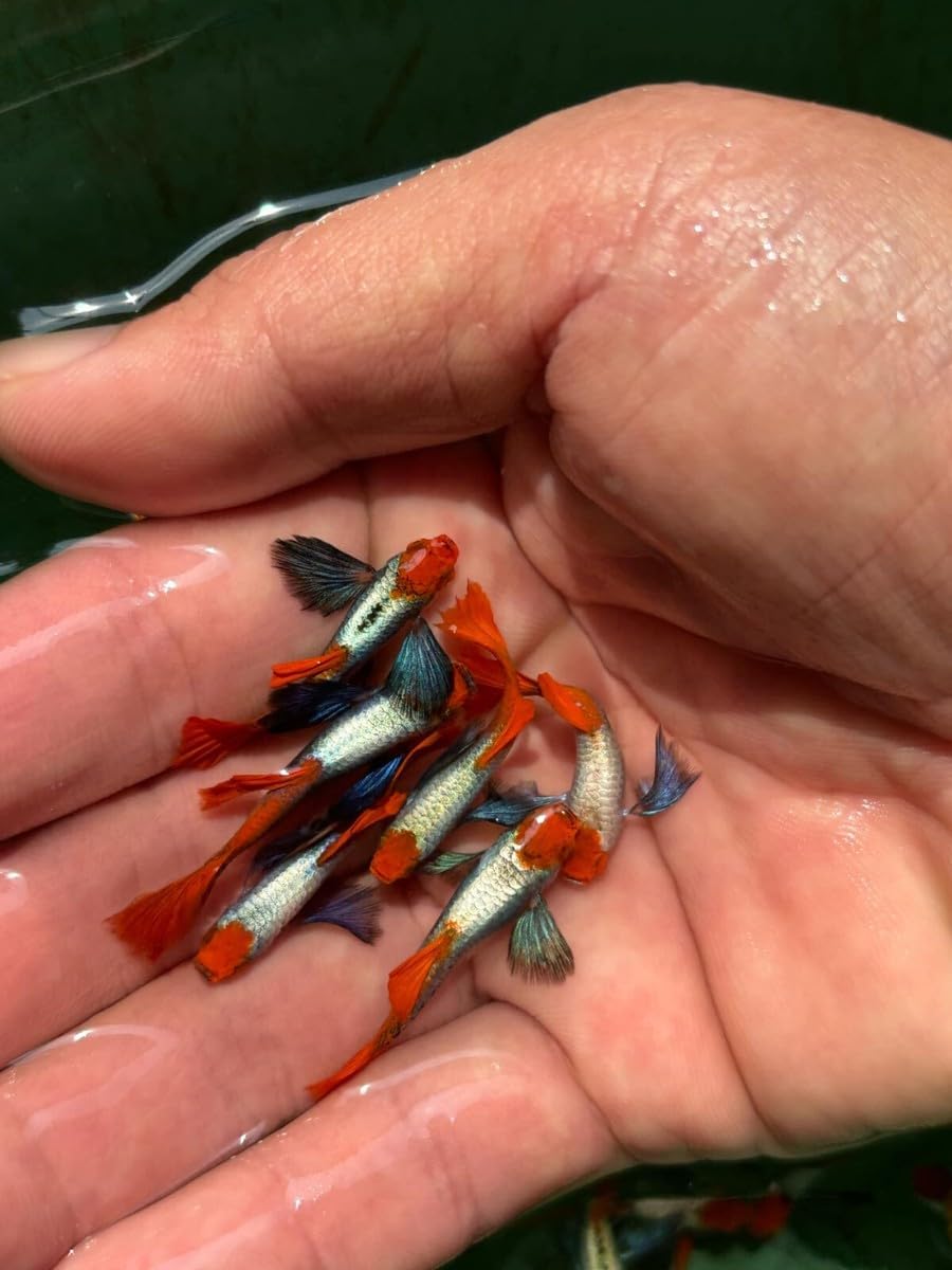 Platinum Red Tail Dumbo Koi Guppy – Live Tropical Aquarium Fish ( Multiple Pack )