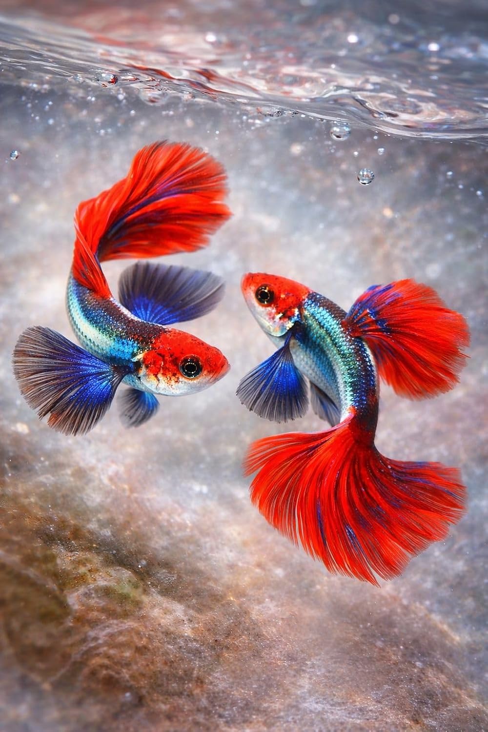 Platinum Red Tail Dumbo Koi Guppy – Live Tropical Aquarium Fish ( Multiple Pack )