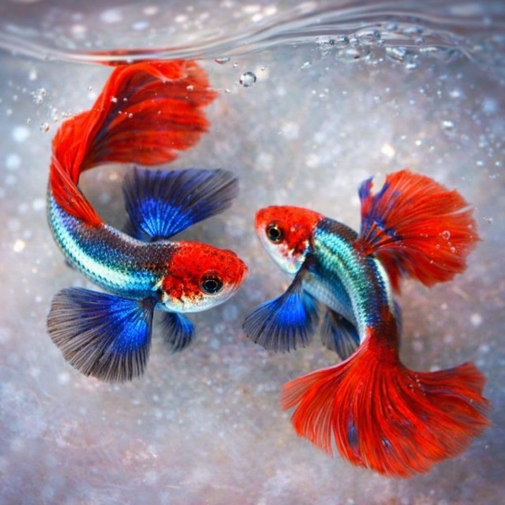 Platinum Red Tail Dumbo Koi Guppy – Live Tropical Aquarium Fish ( Multiple Pack )