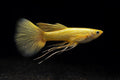 Full Gold 24K Guppy – Premium Live Tropical Aquarium Fish
