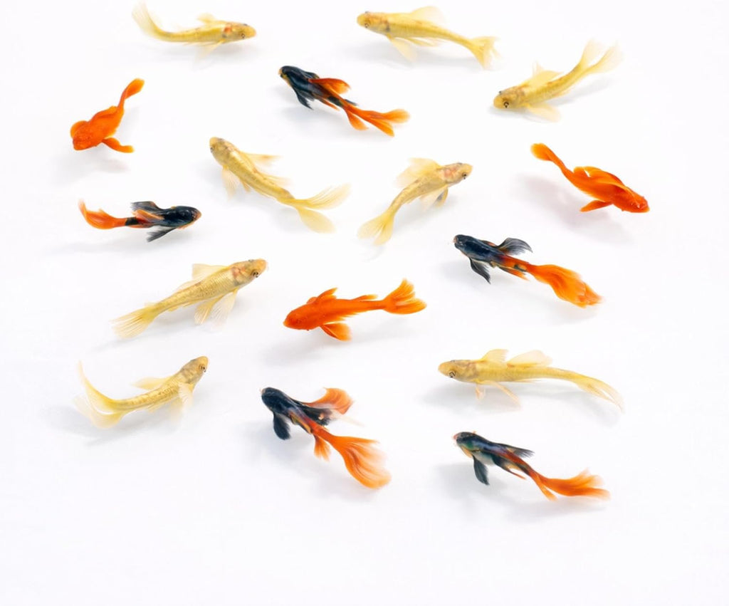 Live Aquarium Fish Combo – Dumbo Red Rose, Koi Goldfish & 24K Guppies (Pack of 9)