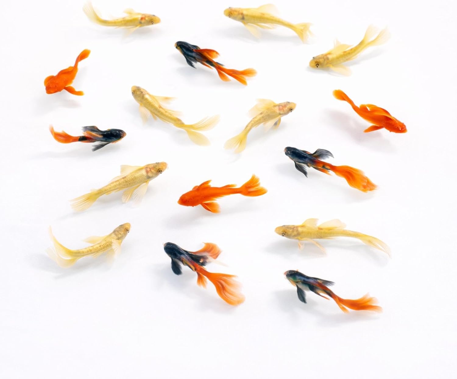 Live Aquarium Fish Combo – Dumbo Red Rose, Koi Goldfish & 24K Guppies (Pack of 9)