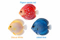 Premium Pack of 4 Discus Fish (4 Inch) – Healthy Live Freshwater Aquarium Fish with Safe Overnight Shipping