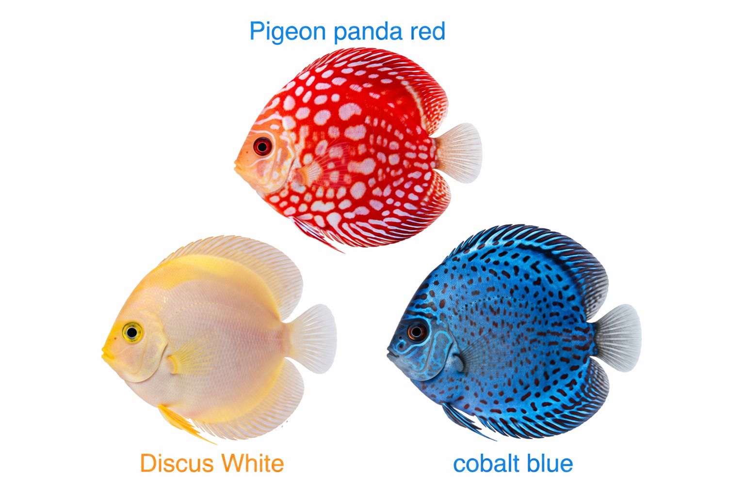 Premium Pack of 4 Discus Fish (4 Inch) – Healthy Live Freshwater Aquarium Fish with Safe Overnight Shipping