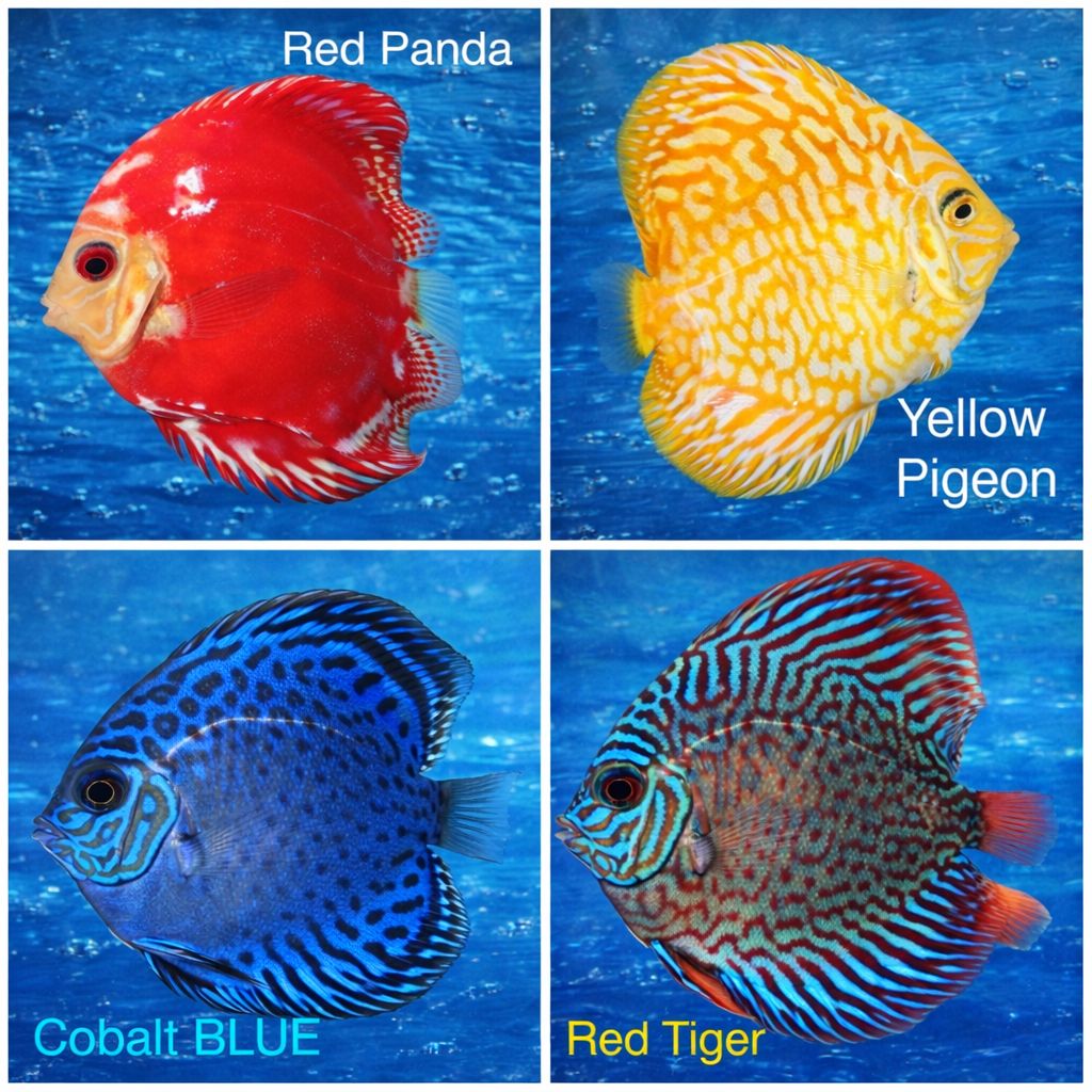 Premium Pack of 4 Discus Fish (4 Inch) – Healthy Live Freshwater Aquarium Fish with Safe Overnight Shipping